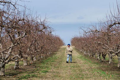 Farmer Jim Bittner walks through some of his orchards in Appleton, N.Y. Bittner's 400-acre farm is all tree fruit, including orchards of apples, peaches and apricots. (Photo by Molly J. Smith)