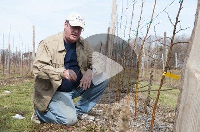 Farmer Jim Bittner inspects some of his trees at his apple orchard in Appleton, N.Y. Bittner's 400-acre farm has several lots that border Lake Ontario, which in this area forms the border between the U.S. and Canada. Photo by Molly J. Smith.