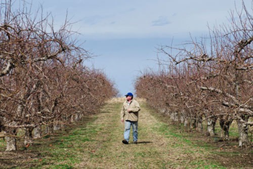 A farmer surveys his fruit groves on land along the U.S. - Canadian border.