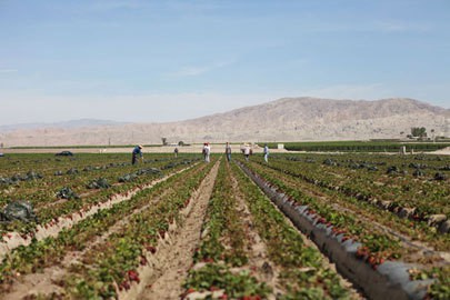 Migrant workers tend strawberry fields in Indio, Calif. In contrast to most migrant worker operations in Canada, there are no worker 'barracks' or official housing complexes near these remote fields.  In the U.S. most migrant workers must find their own housing. Photo by Perla Farias
