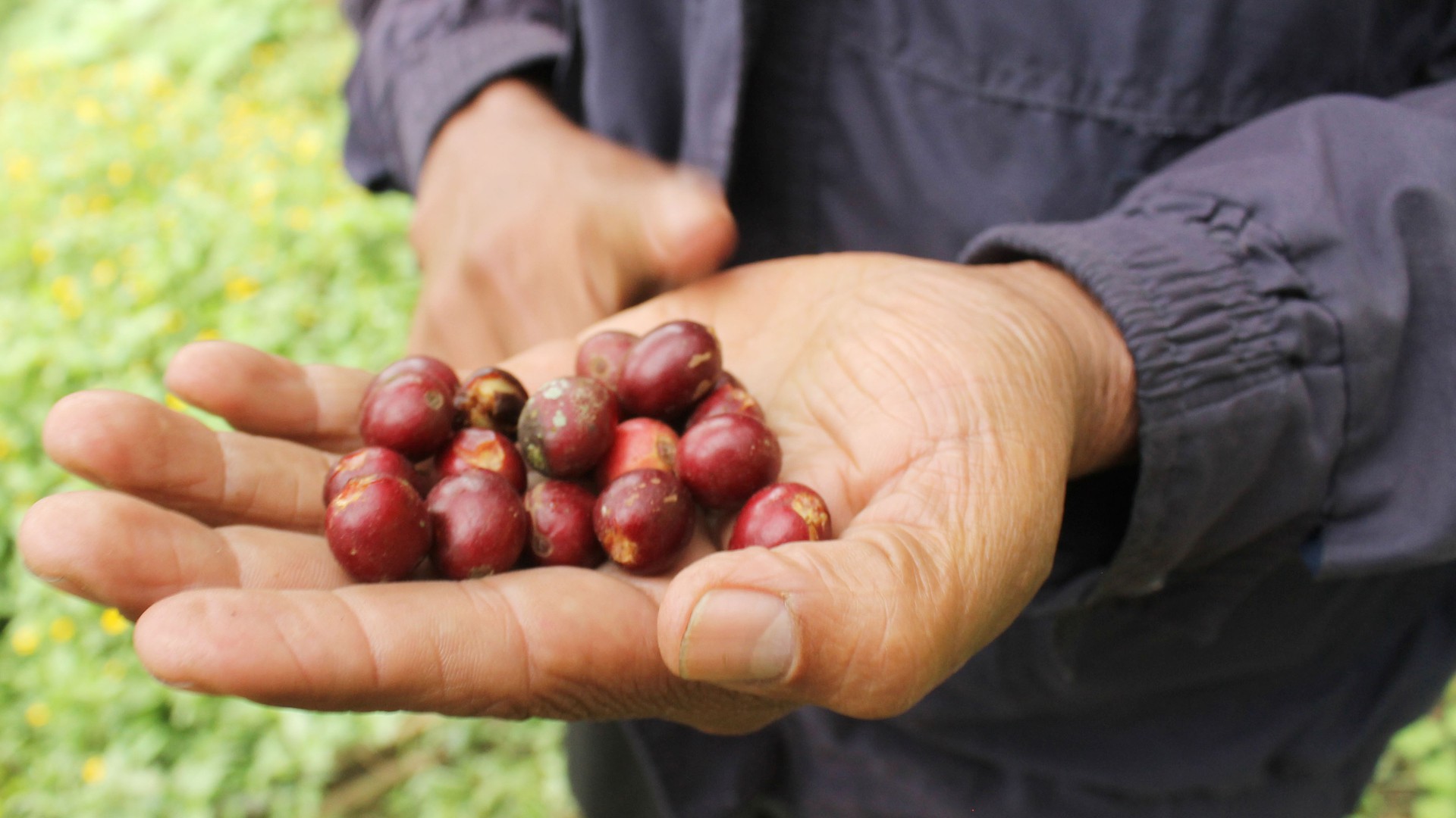 Reynaldo Arias Ruiz, a director of the Maya Vinic coffee cooperative, holds ripened coffee cherries in his hand. The cherries will be laid out to dry and then processed in amill before they are packaged and exported. (Photo by Brittany Elena Morris.)