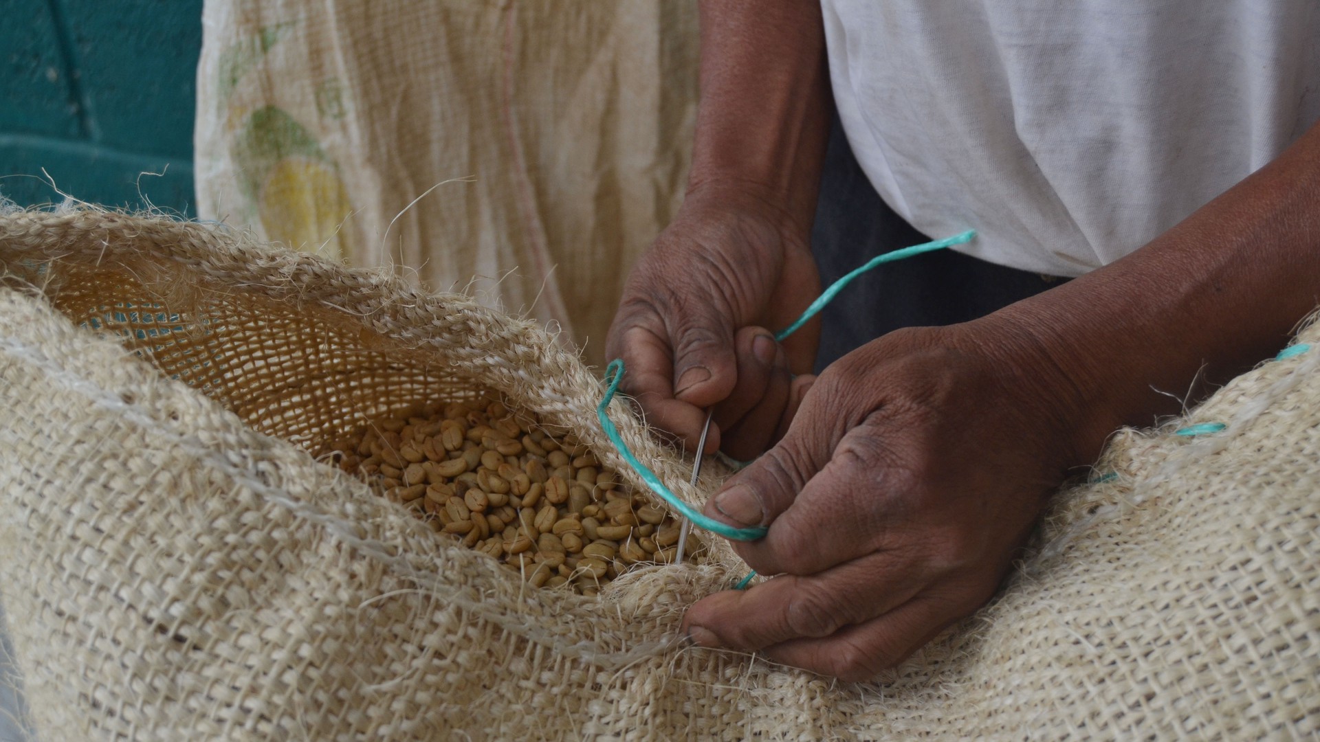 Mariano Perez Cura sews shut a sack of processed organic coffee, ready to be exported to the U.S., Europe or Japan. (Photo by Marlena Sauceda.)