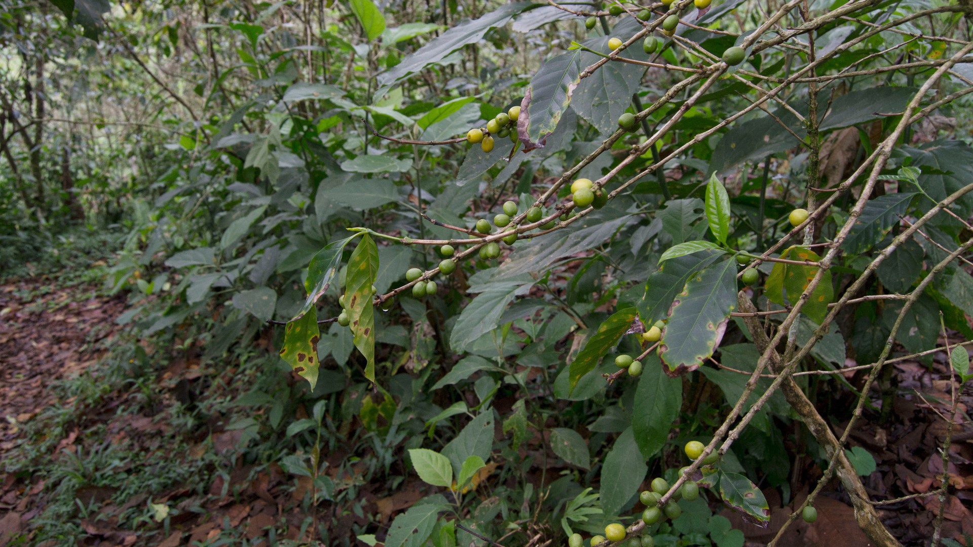 Coffee cherries ripen on the branches of a plant on an indigenous farmer's plot in a cloud forest in the highlands of Chiapas, Mexico. (Photo by Marlena Sauceda.)