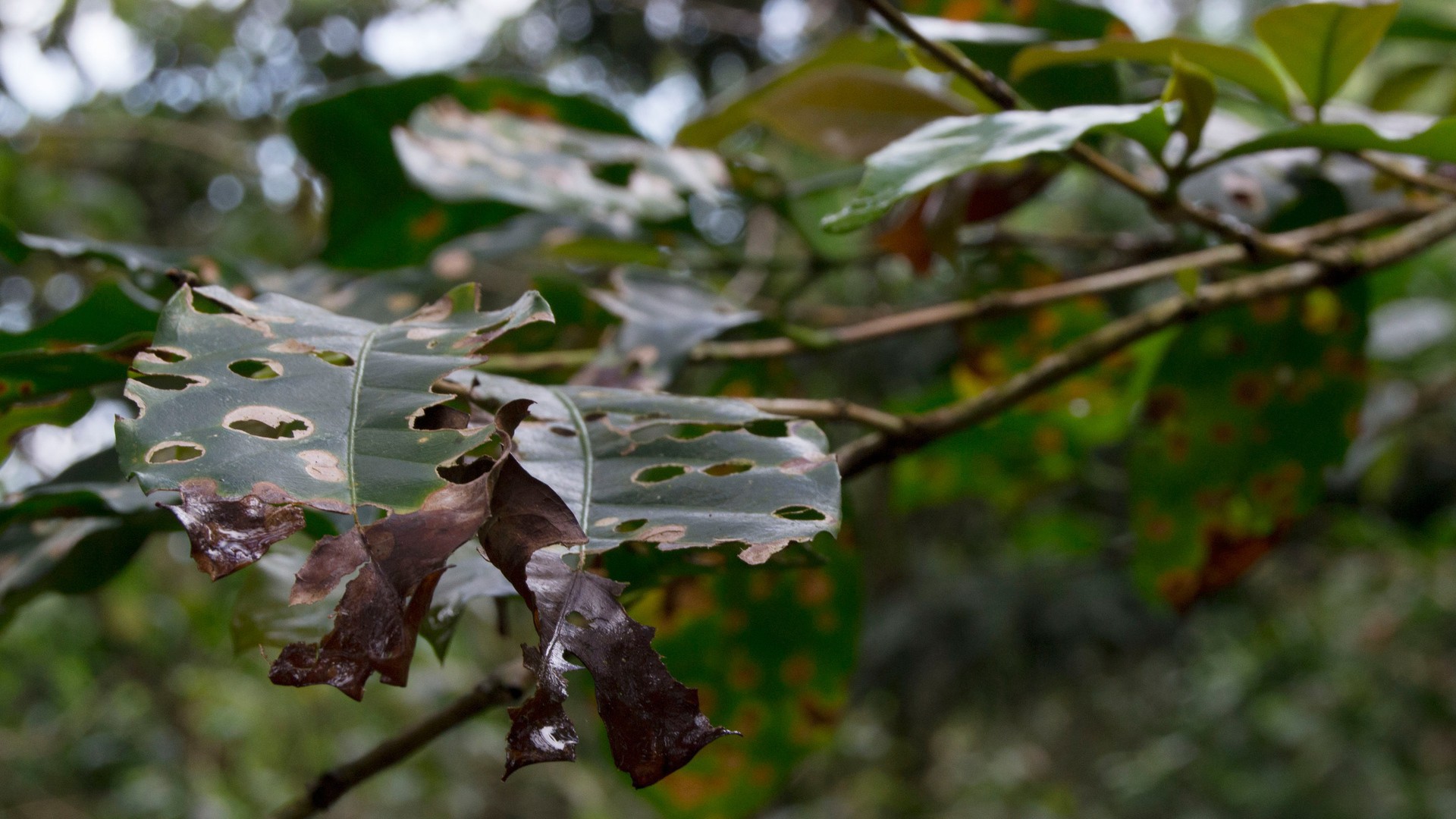 The rust fungus invades the leaves of a coffee plant until they fall off of the plant reducing its ability to produce coffee cherries. (Photo by Marlena Sauceda.)