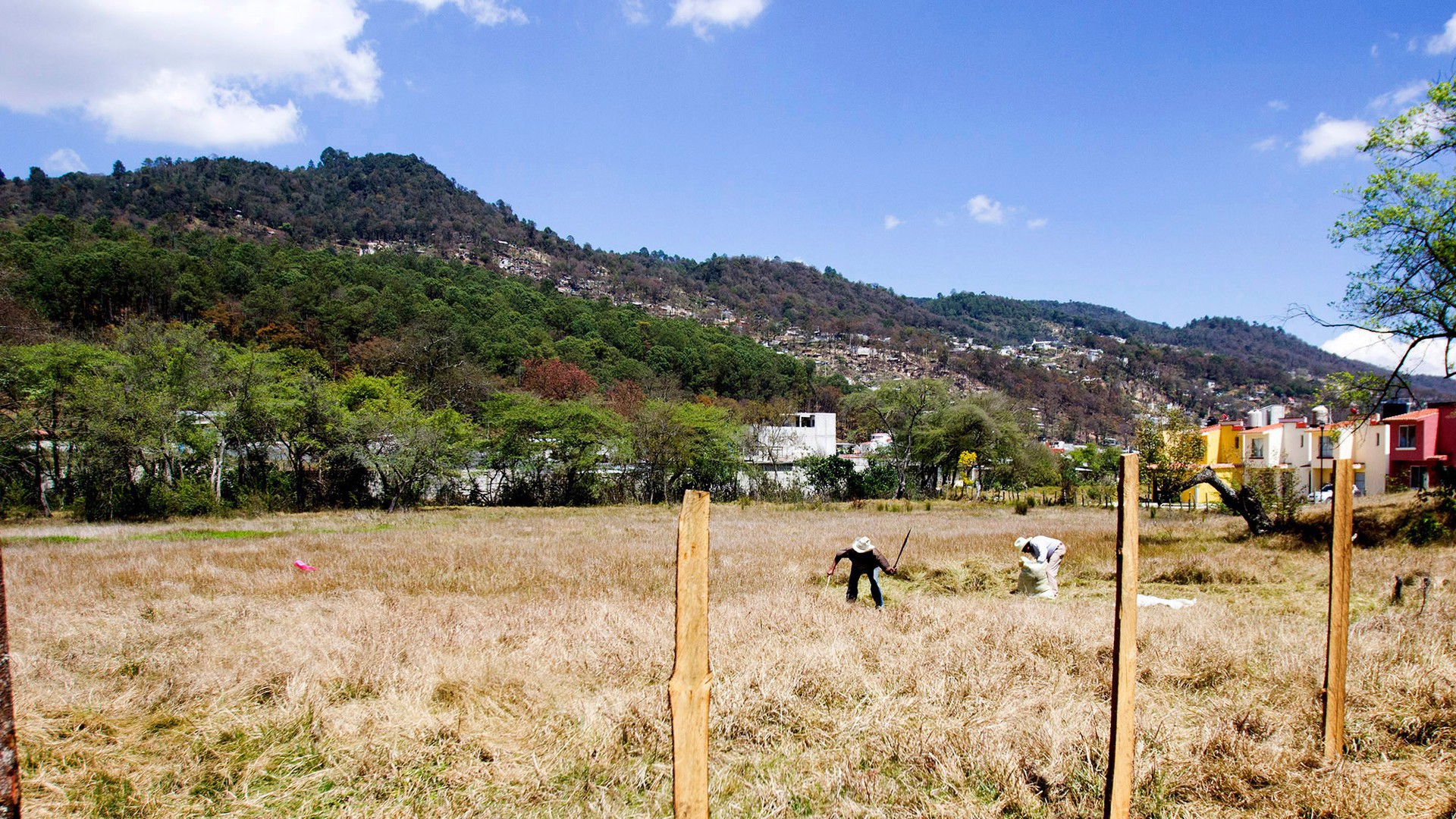 Two workers cut grass on Edwards' land, Racnho El Ar, in San Cristóbal de las Casas, Chiapas, Mex., to feed to their cattle. (Photo by Connor Radnovich.)