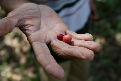 A worker displays organic coffee berries that were shade-grown on a mountainside in Los Cacaos, Dominican Republic.