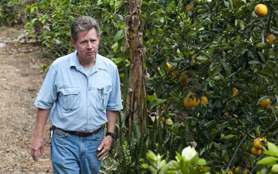William Mattei walks through fields of coffee and citrus trees at Luis Acevedo's farm in Adjuntas. Photo by Molly J. Smith.